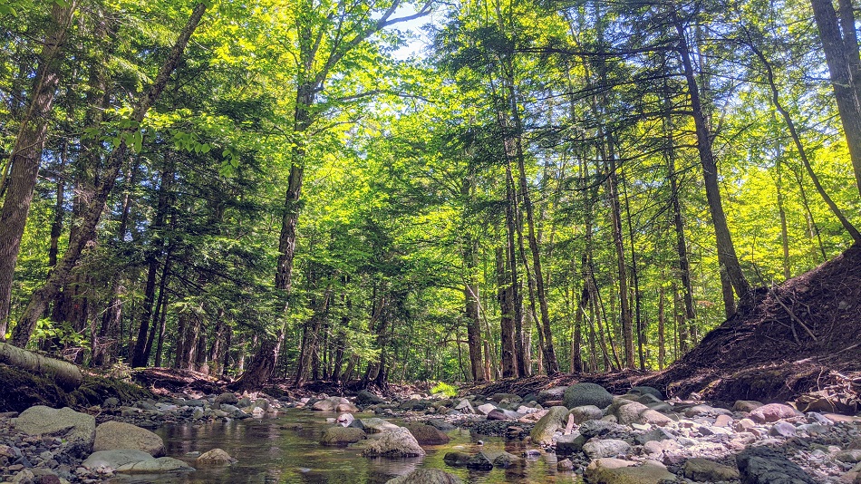 six mile brook.jpg